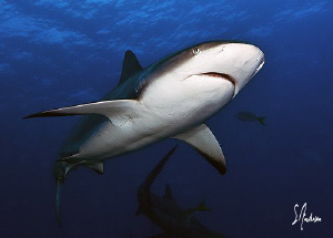 Reef Sharks swim in packs and the largest are rightfully ... by Steven Anderson 